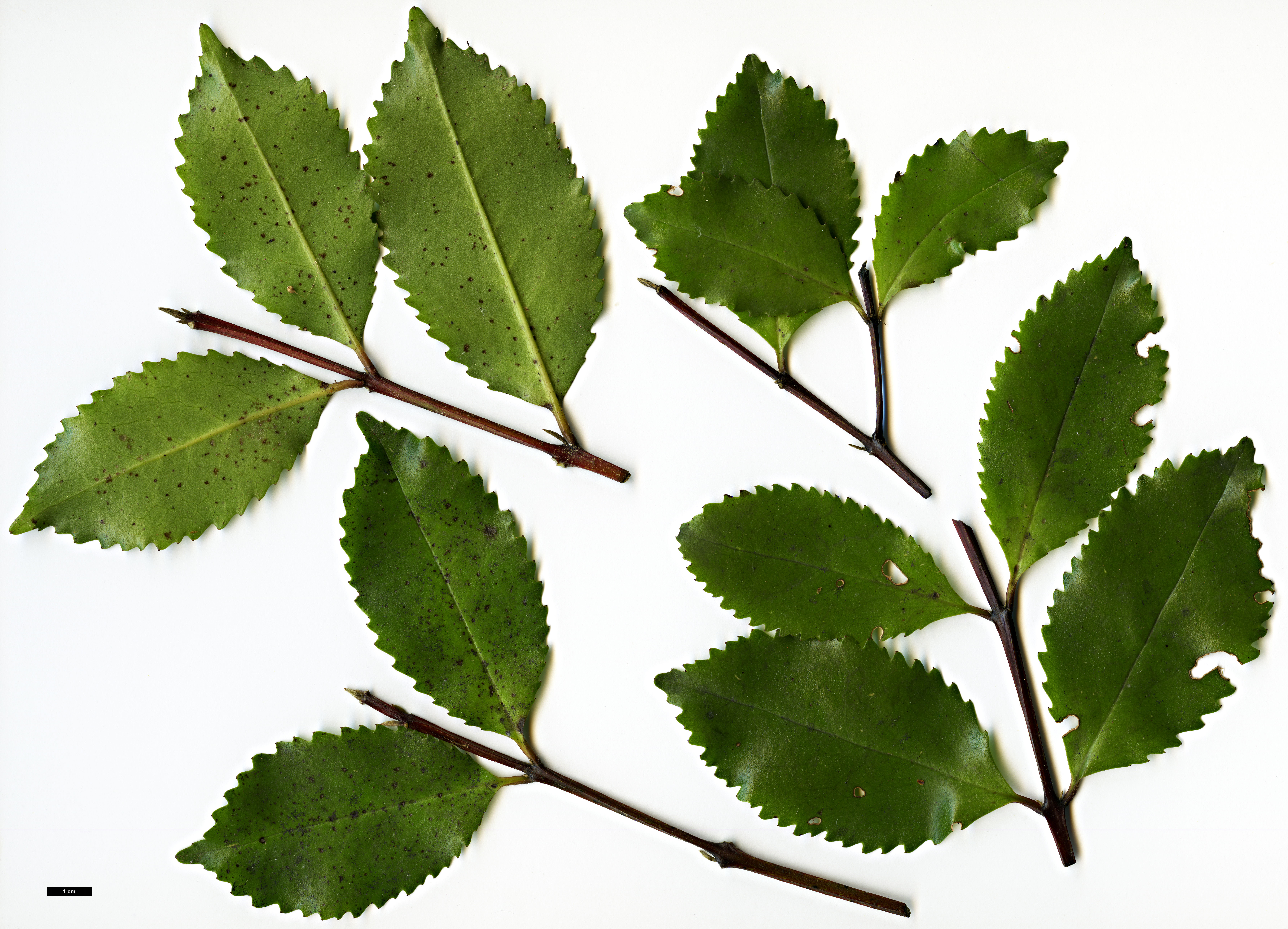 High resolution image: Family: Atherospermataceae - Genus: Laurelia - Taxon: novae-zelandiae